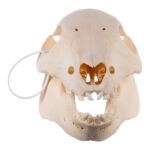 Real Potbellied Pig Skull – Juvenile