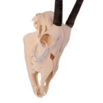Real Gemsbok Skull with Jaw – Juvenile