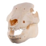 Real Potbellied Pig Skull – Juvenile