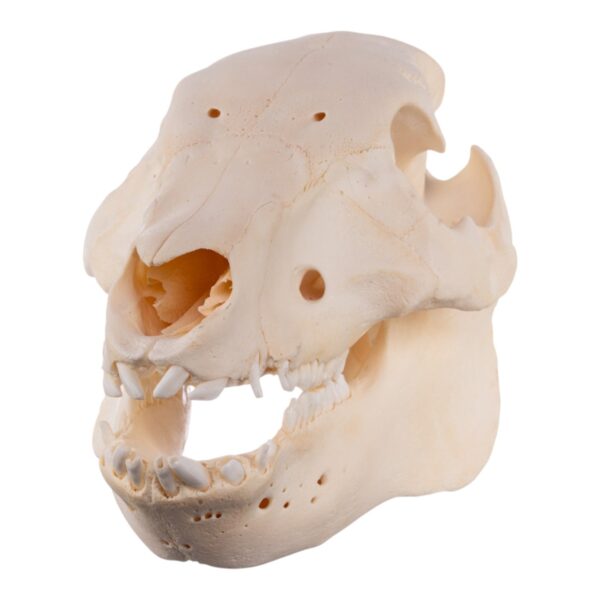 Real Potbellied Pig Skull – Juvenile
