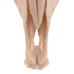 Real Gemsbok Skull with Jaw – Juvenile