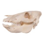Real Potbellied Pig Skull – Juvenile
