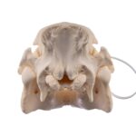 Real Potbellied Pig Skull – Juvenile