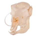 Real Blackbuck Skull – Female