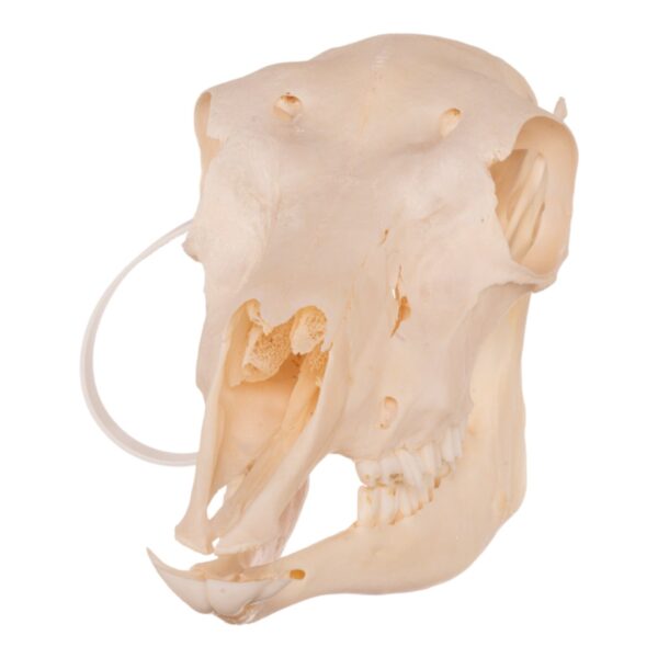 Real Blackbuck Skull – Female