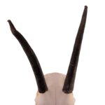 Real Gemsbok Skull with Jaw – Juvenile