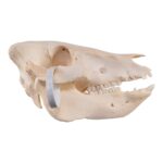 Real Potbellied Pig Skull – Juvenile