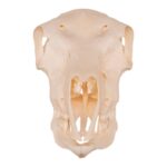 Real Blackbuck Skull – Female