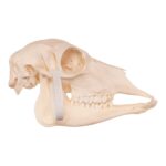 Real Blackbuck Skull – Female