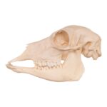 Real Blackbuck Skull – Female