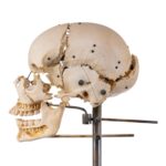 Real Human Exploded Skull on Stand