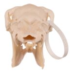 Real Blackbuck Skull – Female