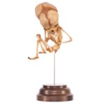 Real Research Quality Human Fetal Skeleton On Stand