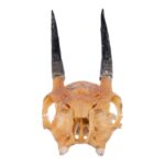 Real Steenbok Skull
