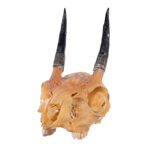 Real Steenbok Skull – 76 g