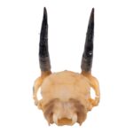 Real Steenbok Skull