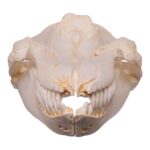 Replica Killer Whale Skull