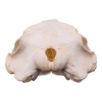 Replica Killer Whale Skull