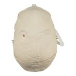 Real Research Quality Human Skull – Pathology