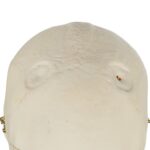 Real Research Quality Human Skull – Pathology