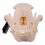 Real Domestic Dog Skull – Alaskan Malamute