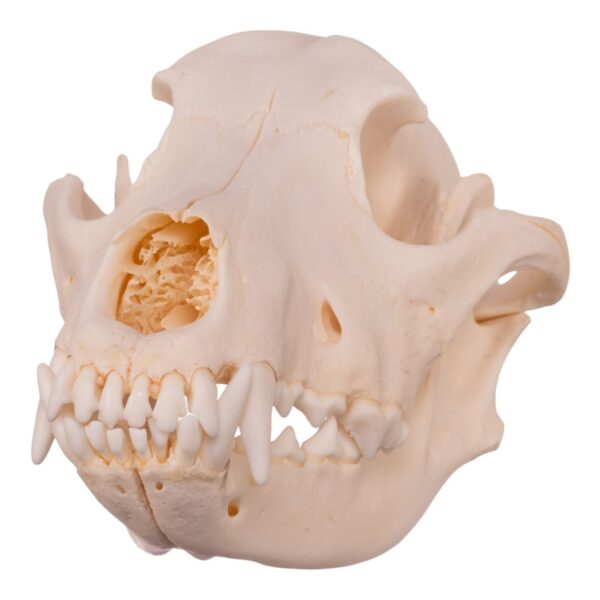 Real Domestic Dog Skull – Alaskan Malamute