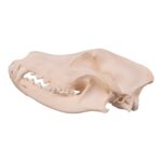 Real Domestic Dog Skull – Alaskan Malamute
