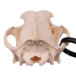 Real Domestic Dog Skull – Alaskan Malamute