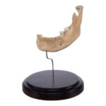 Real Human Partial Mandible On Stand