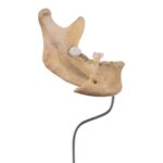 Real Human Partial Mandible On Stand