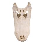 Real American Alligator Skull