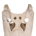 Real American Alligator Skull