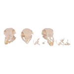 Real Bag-O-Turkey Skulls