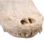 Real American Alligator Skull