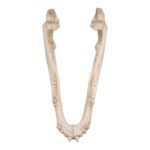 Real American Alligator Skull