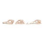 Real Bag-O-Turkey Skulls