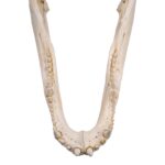 Real American Alligator Skull