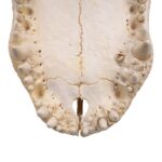 Real American Alligator Skull