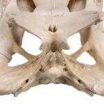 Real American Alligator Skull