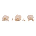 Real Bag-O-Turkey Skulls