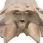 Real American Alligator Skull