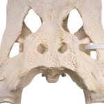 Real American Alligator Skull