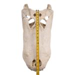 Real American Alligator Skull