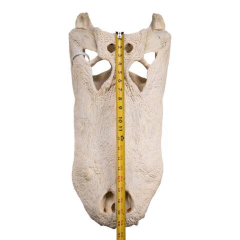 Real American Alligator Skull