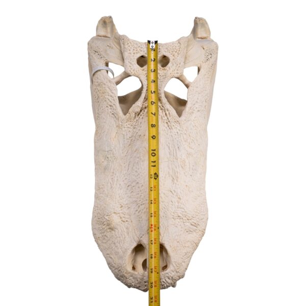 Real American Alligator Skull