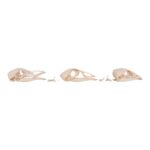 Real Bag-O-Turkey Skulls