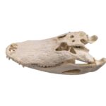 Real American Alligator Skull