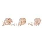 Real Bag-O-Turkey Skulls