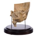 Real Human Partial Skull on Stand – 232 g