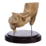 Real Human Partial Skull on Stand – 232 g